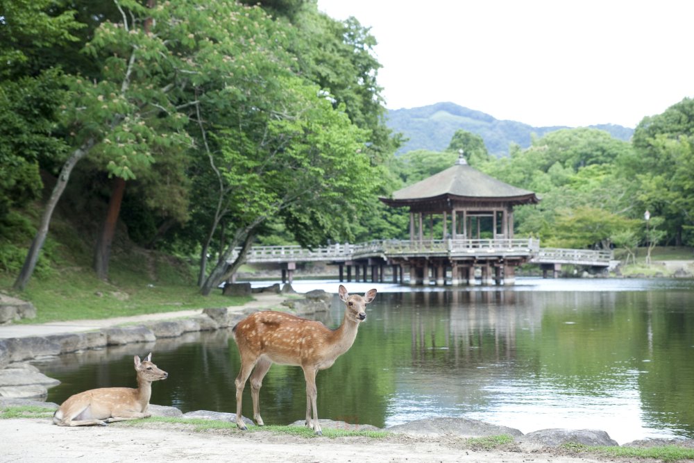 日本奈良市诺波里基酒店 Noborioji Hotel_38828857-H1-_L6H7744.jpg