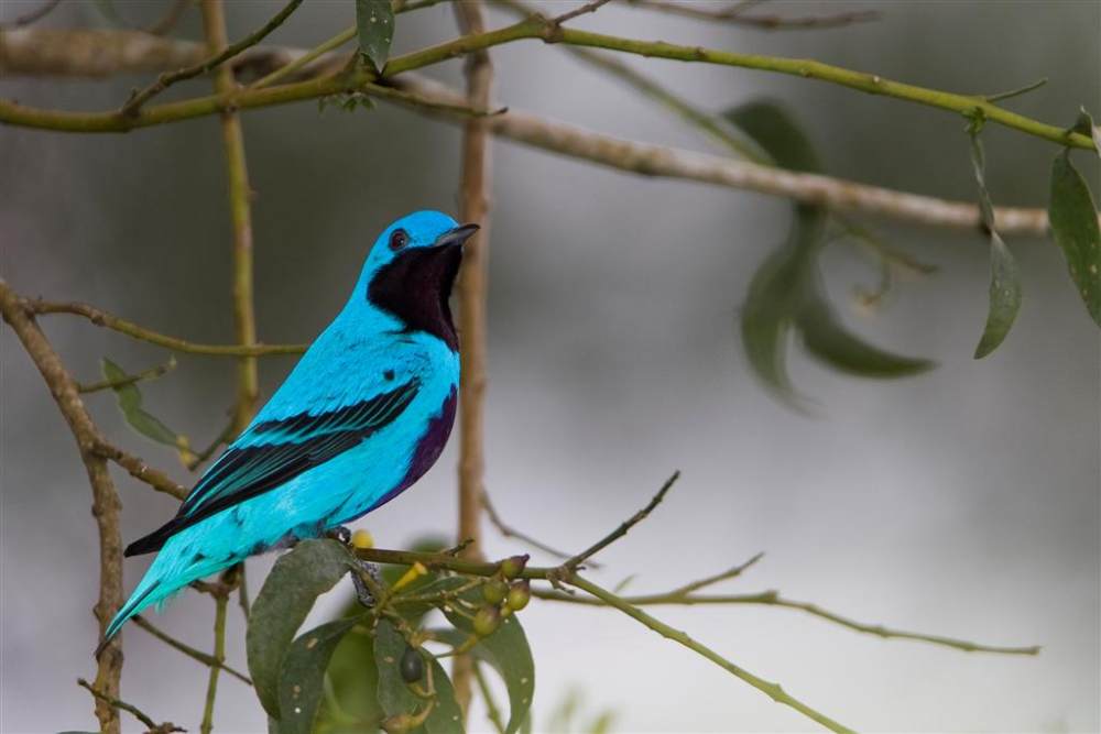 宏都拉斯拉塞瓦皮科波尼酒店 The Lodge At Pico Bonito_26083419-H1-LOVELY COTINGA.jpg