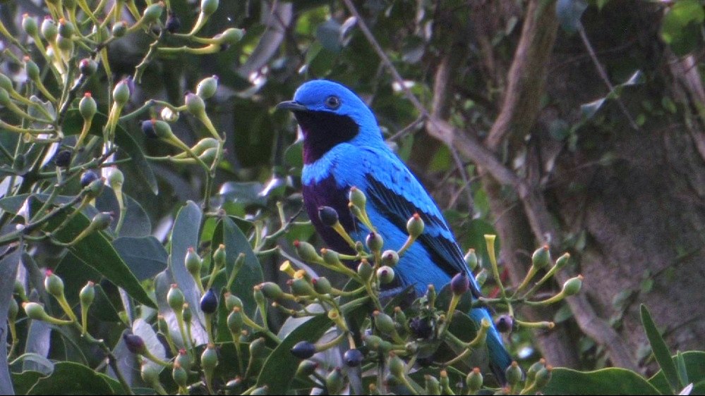 宏都拉斯拉塞瓦皮科波尼酒店 The Lodge At Pico Bonito_26083427-H1-LOVELY COTINGA STILL BEST 2000.jpg