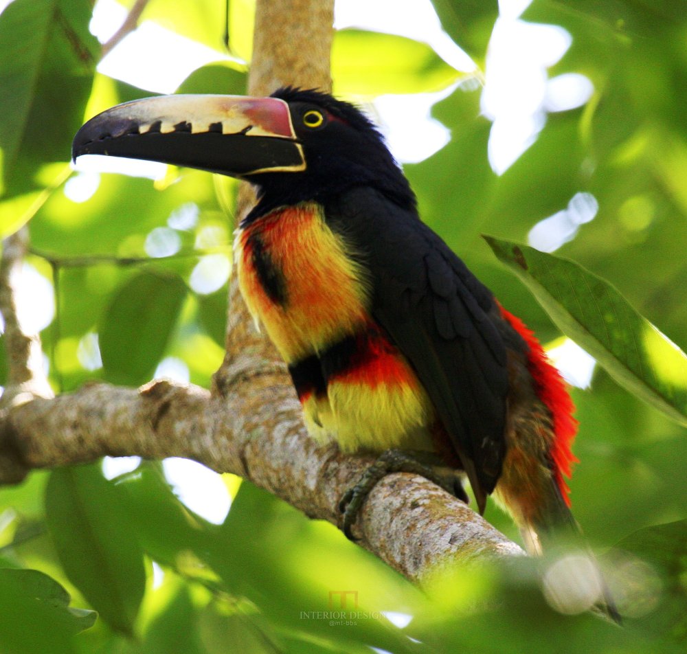 宏都拉斯拉塞瓦皮科波尼酒店 The Lodge At Pico Bonito_27960884-H1-Collared Aracari.jpg