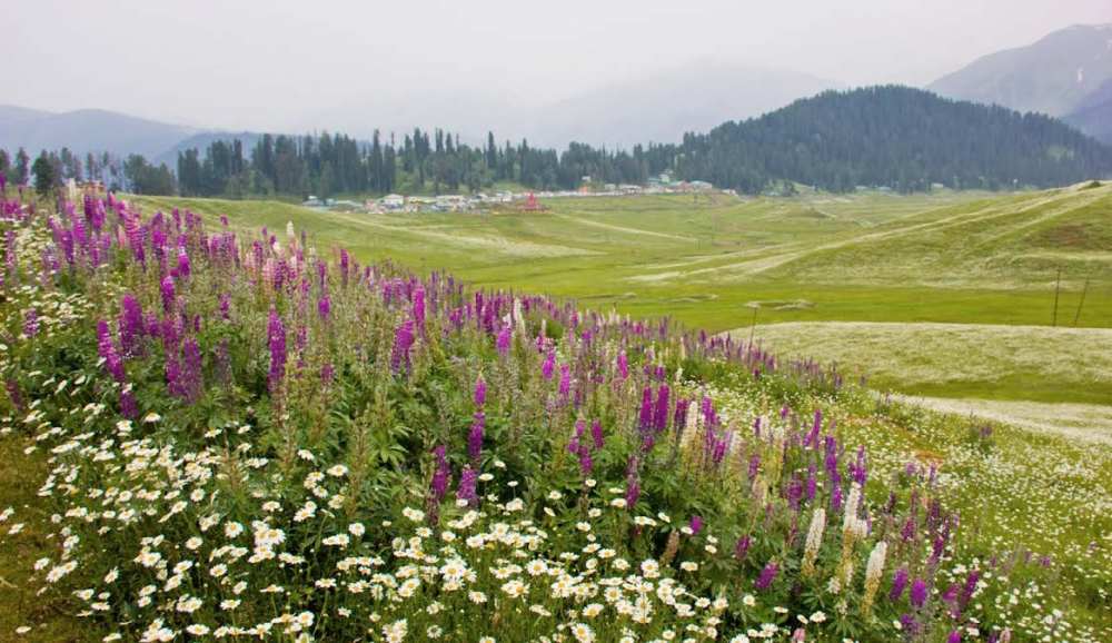 开伯尔喜马拉雅温泉度假村 Khyber-Himalayan-Resort-n-Spa_SPRING IN GULMARG(1).jpg