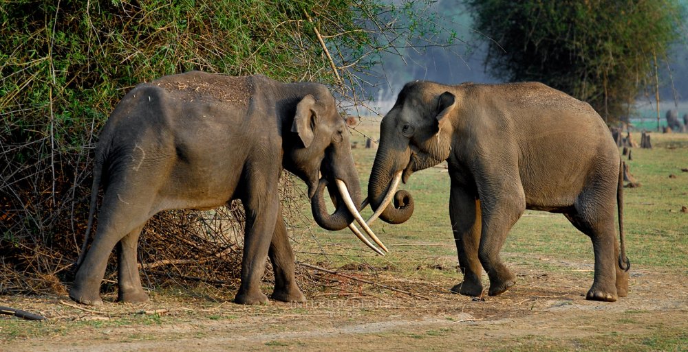 印度迈索尔橘子郡卡碧尼度假村 Orange County, Kabini_26047254-H1-Tuskers.jpg