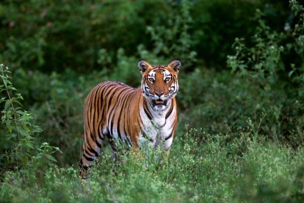 印度迈索尔橘子郡卡碧尼度假村 Orange County, Kabini_26047266-H1-Tiger.jpg