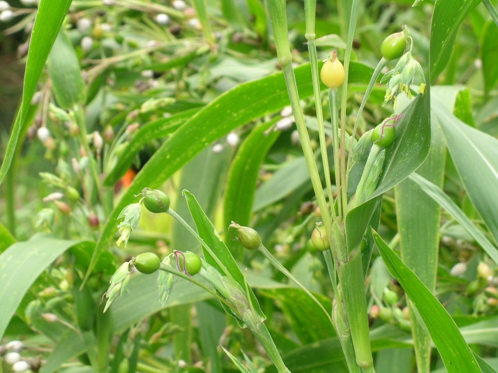 景观绿化（高清大图）第一辑--被子植物之单子叶植物_单子叶-禾本科-薏苡.JPG