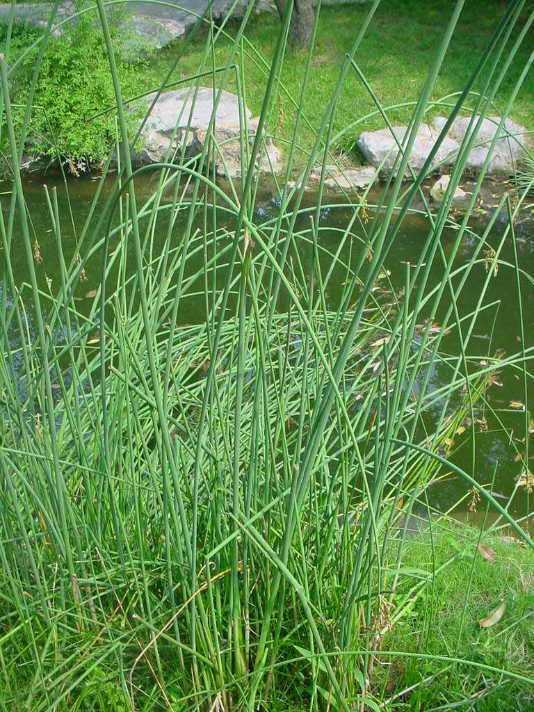 景观绿化（高清大图）第一辑--被子植物之单子叶植物_单子叶--沙草科--水葱 .jpg