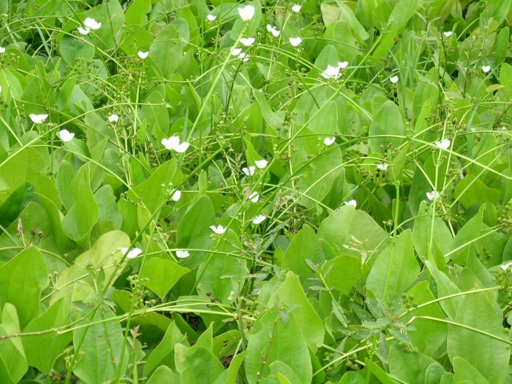 景观绿化（高清大图）第一辑--被子植物之单子叶植物_单子叶--泽泻科--泽泻.JPG