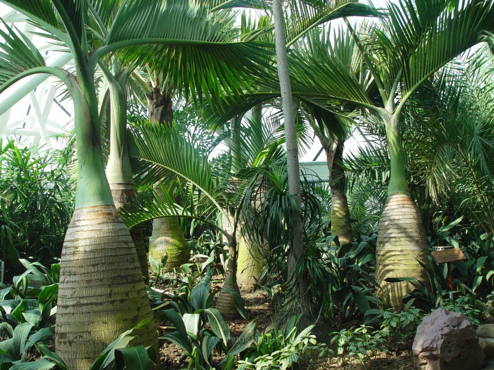 景观绿化（高清大图）第一辑--被子植物之单子叶植物_单子叶--棕榈科--酒瓶椰子.jpg