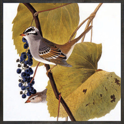 sparrow-painting.jpg