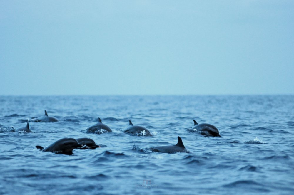 巴厘岛提莫克度假村 Spa Village Resort Tembok Bali_34969171-H1-Dolphins_spotting_in_the_Bali_Sea_1.jpg