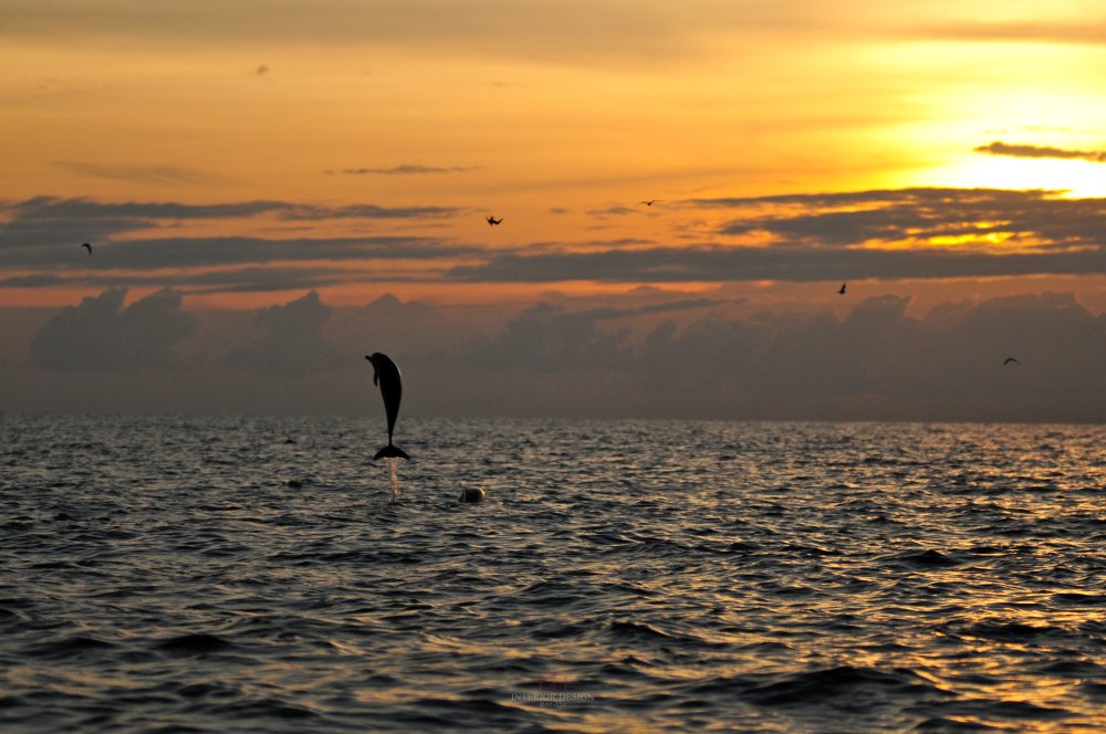 巴厘岛提莫克度假村 Spa Village Resort Tembok Bali_34969212-H1-Dolphins_spotting_in_the_Bali_Sea_2.jpg