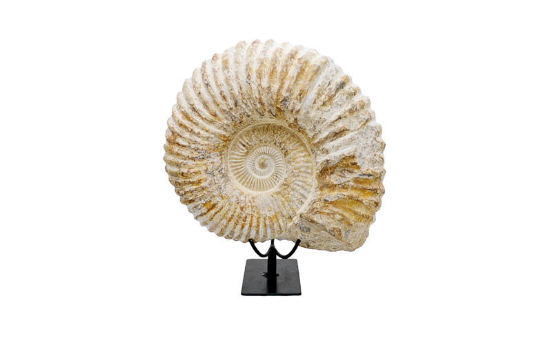 giant_ammonite.jpg