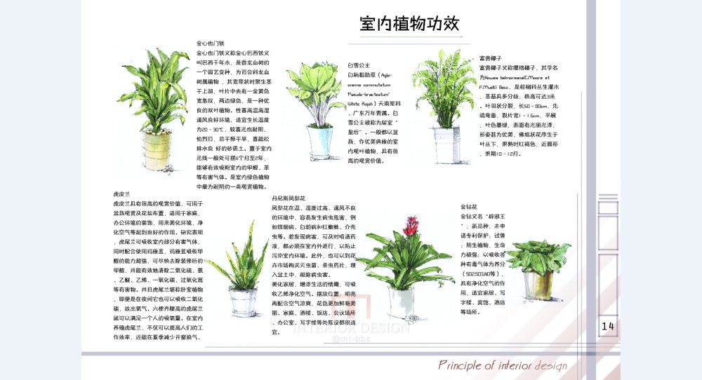 室内植物分析1