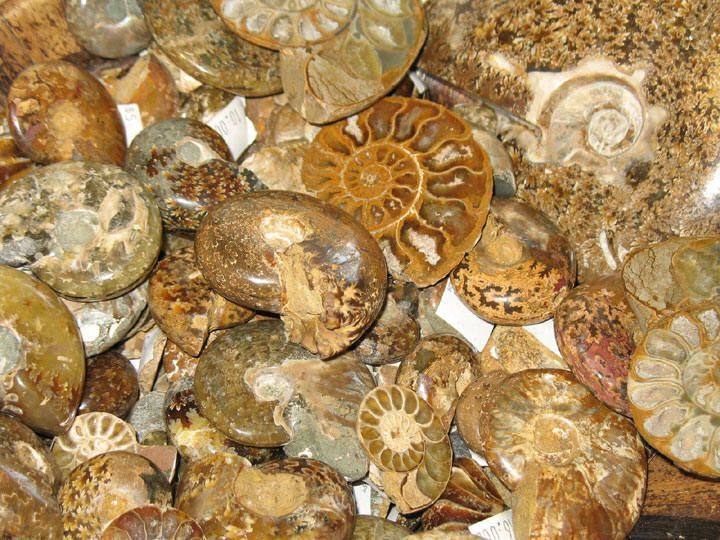 ammonites.jpg