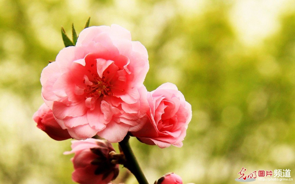 非常漂亮的花花_174037o3gd386jtmm66mtw.jpg