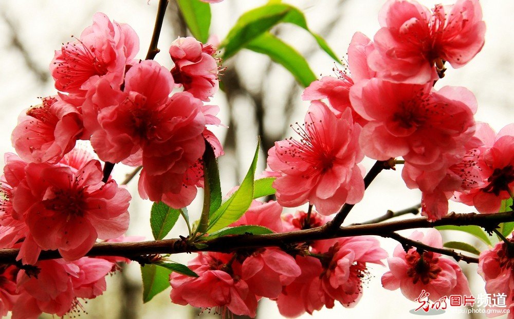 非常漂亮的花花_174039lncsrzajrrrkvskw.jpg