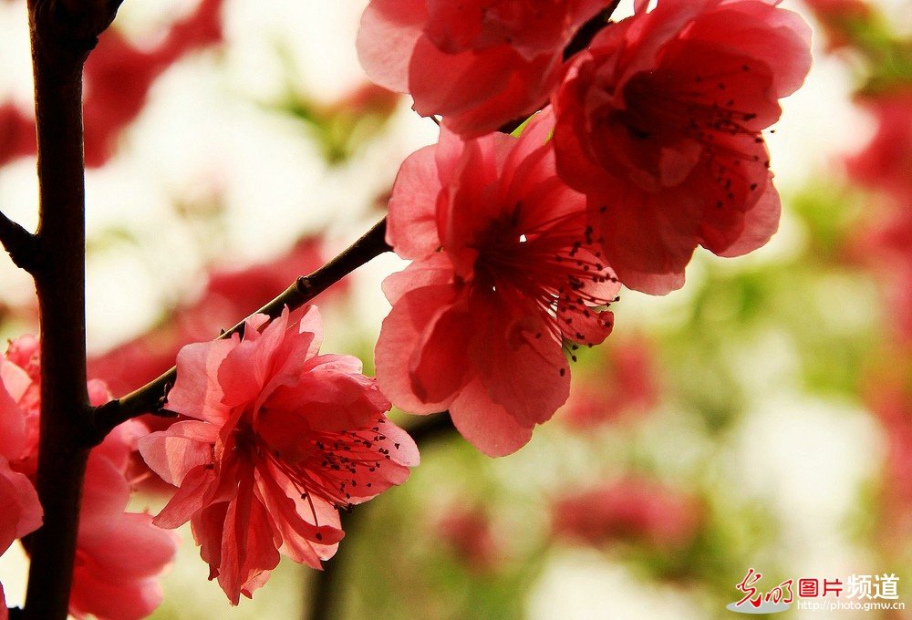 非常漂亮的花花_174039mhnvqhoc5vaxaf7b.jpg