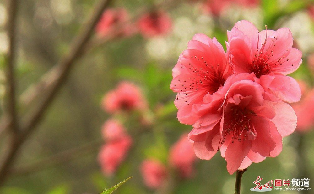 非常漂亮的花花_174039zto3i7333nf7r3s3.jpg