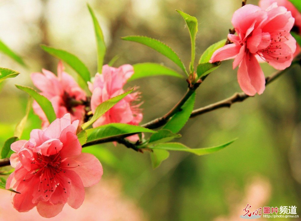 非常漂亮的花花_174043btixf4xw5hf56m61.jpg
