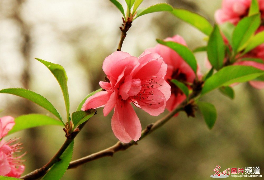 非常漂亮的花花_174043z4gwfadsbsbbas57.jpg