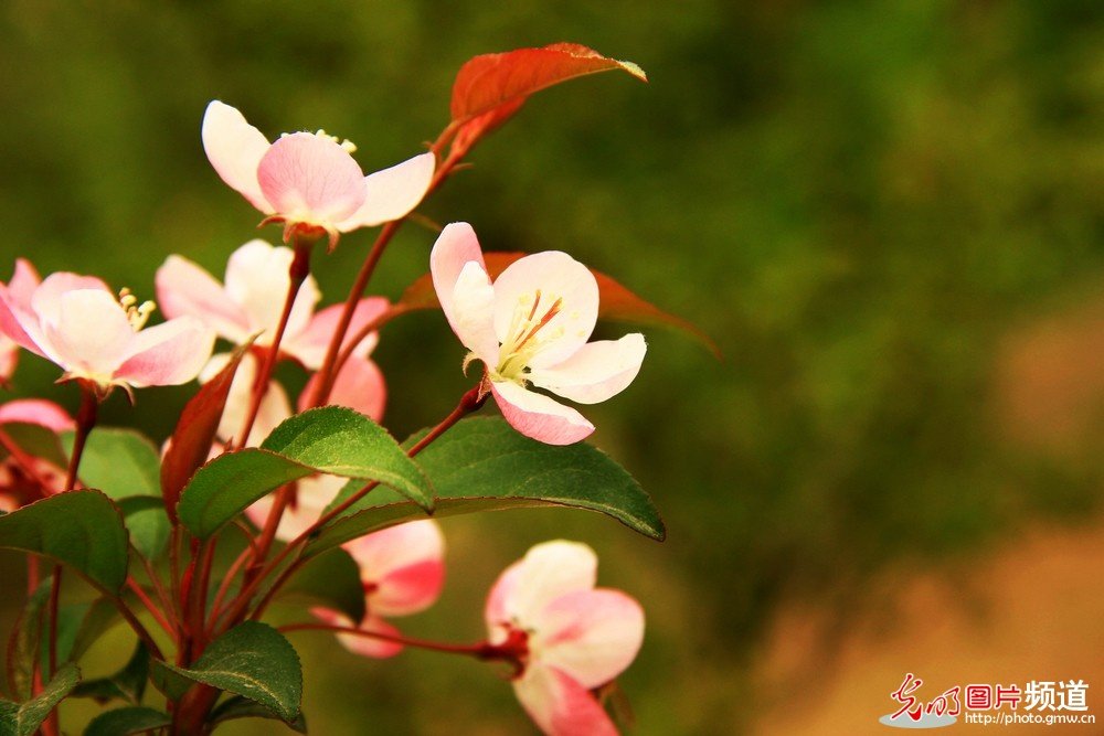 非常漂亮的花花_174044qqo0qqnazpoeja1j.jpg