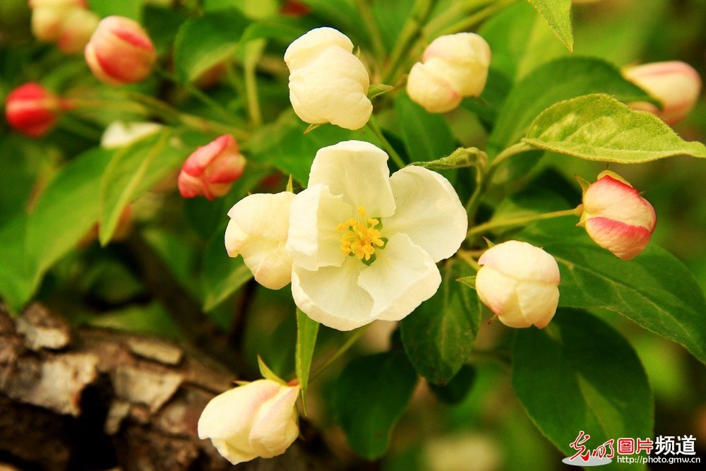 非常漂亮的花花_174044fwz27w7i41gl6154.jpg
