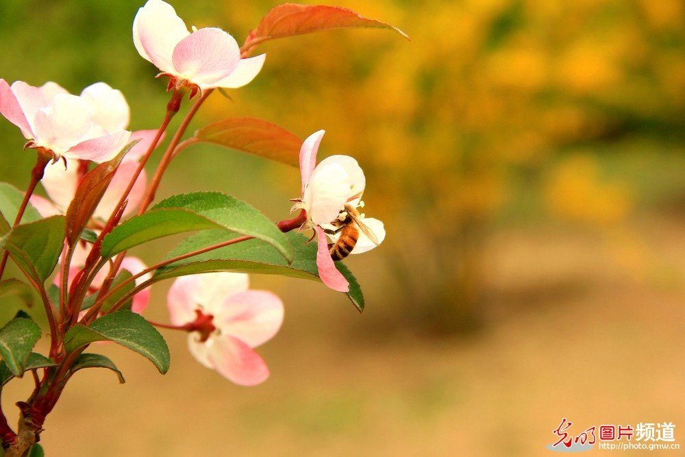 非常漂亮的花花_174045touf2hegs2z7snof.jpg