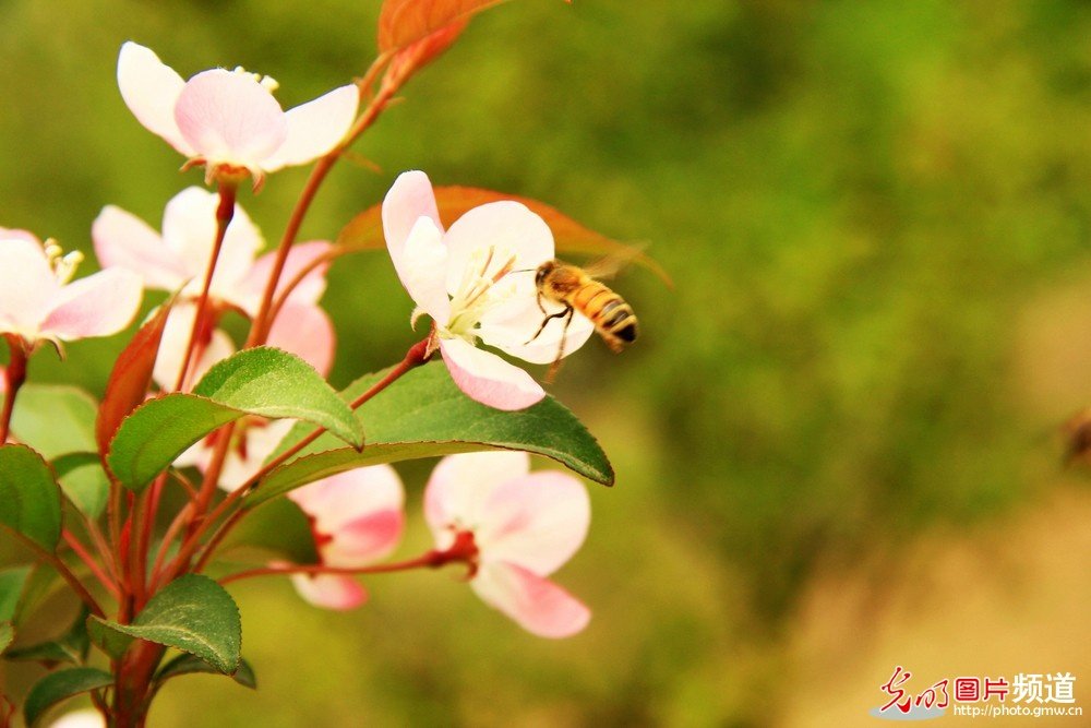 非常漂亮的花花_174045tyn12xa0q0ex3lkb.jpg