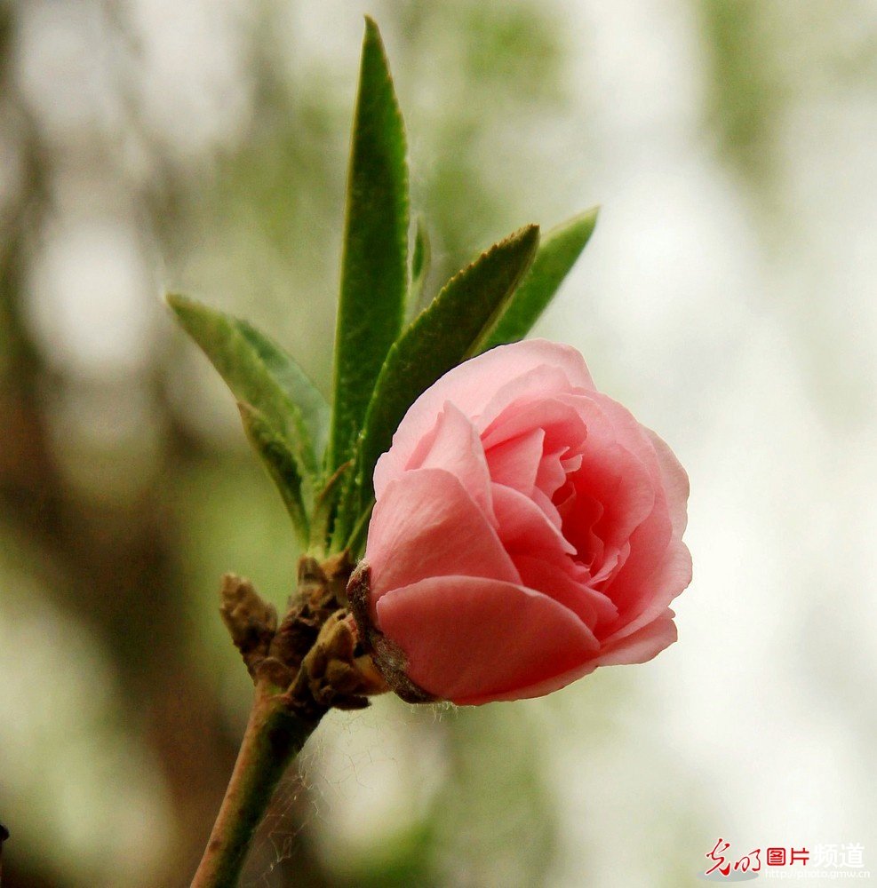 非常漂亮的花花_174046n0rw7k7jeuu9wjw0.jpg