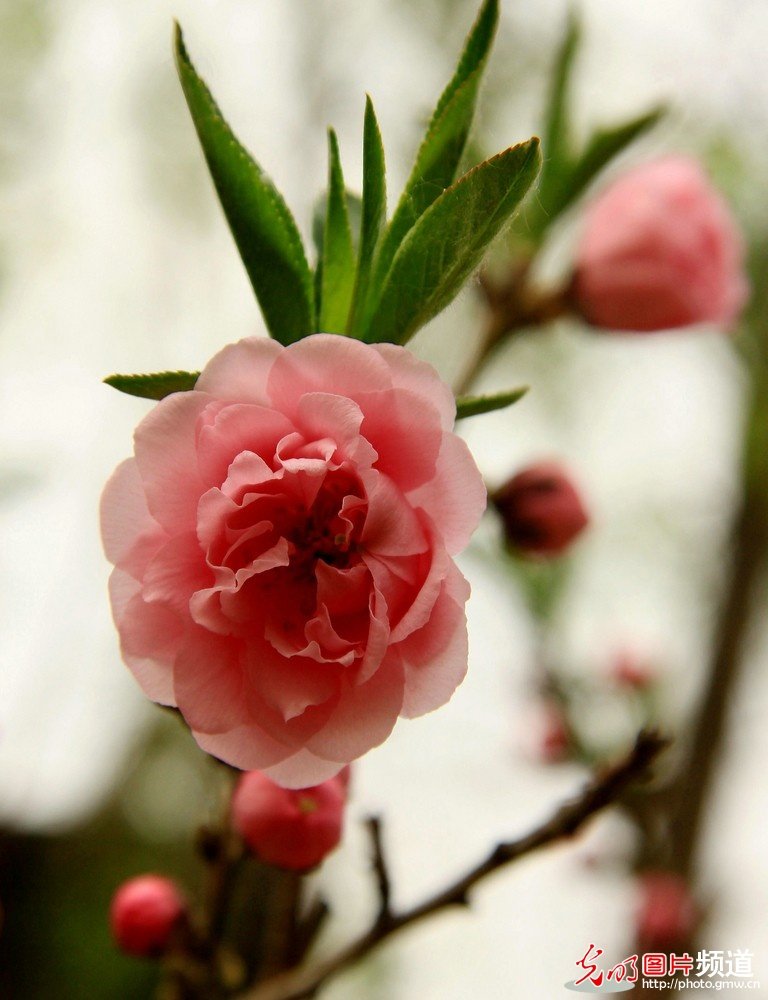 非常漂亮的花花_174046u4kkcd8d58zzm163.jpg