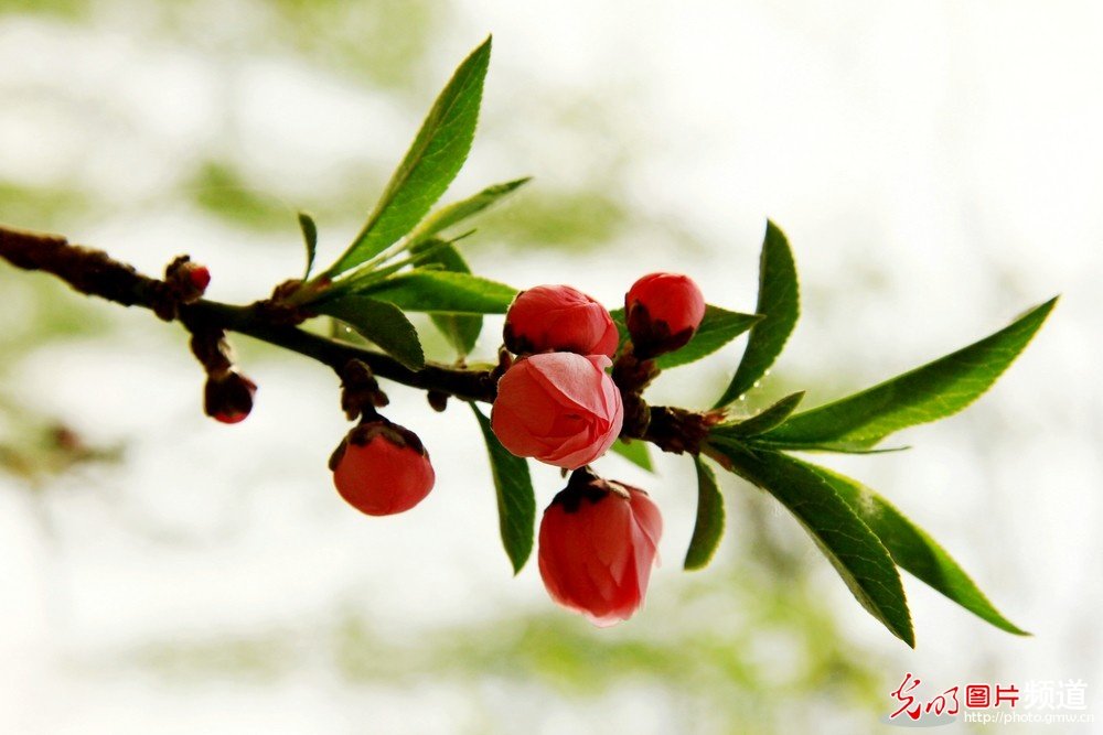 非常漂亮的花花_174049kmikokczmabwoo7i.jpg