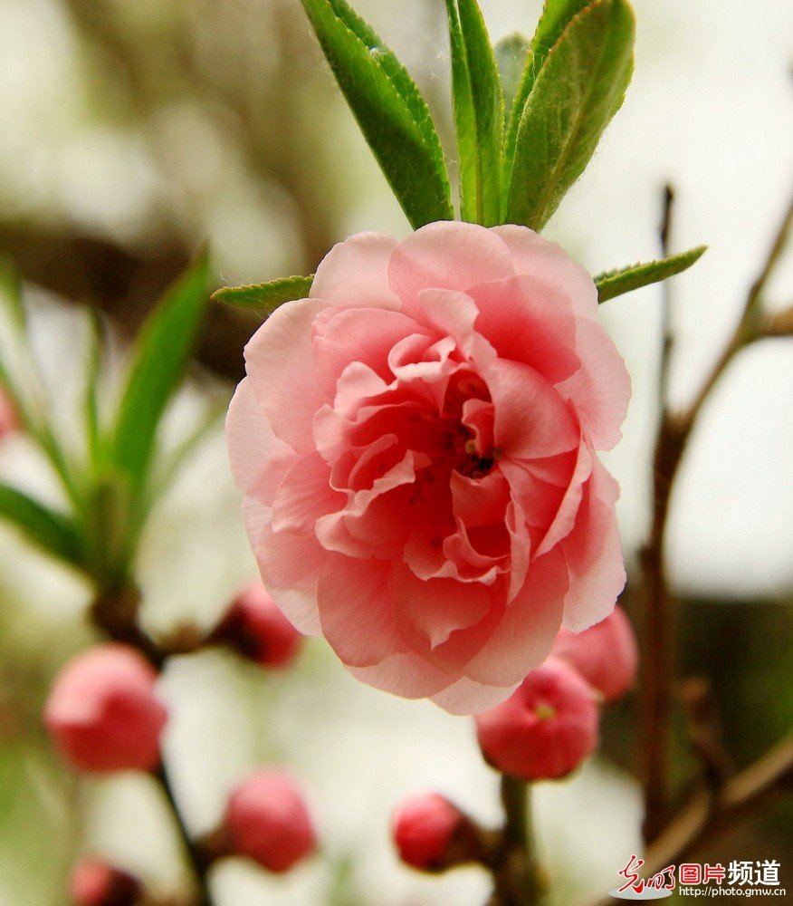 非常漂亮的花花_174049r88d5nzvnnngvqdo.jpg