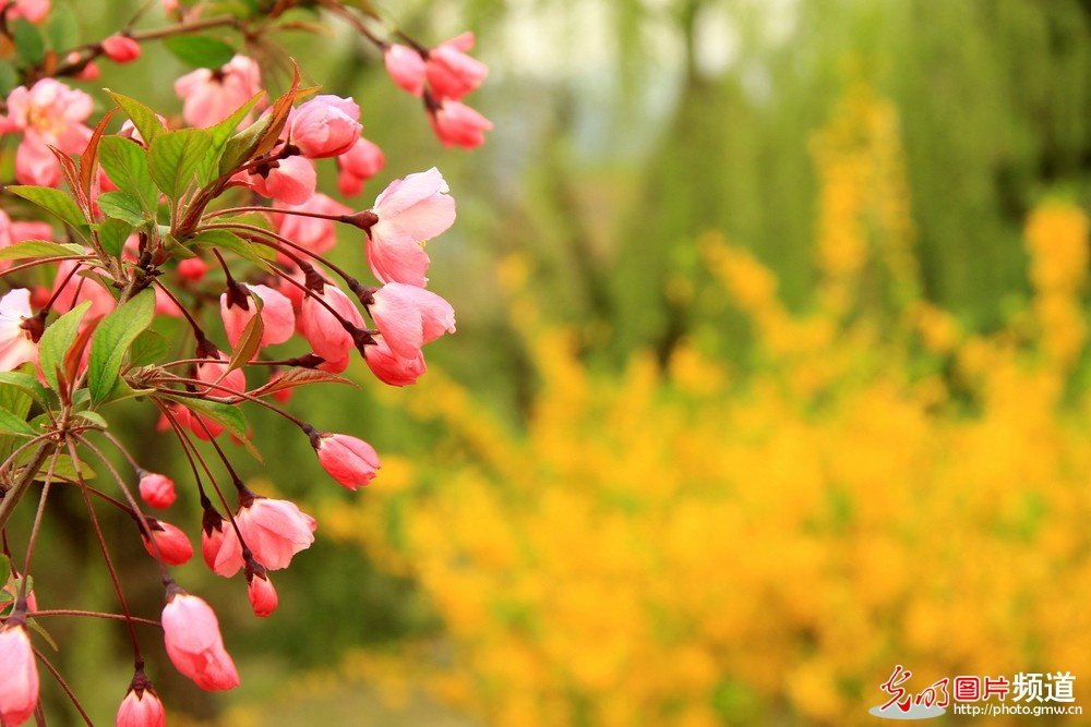 非常漂亮的花花_174050hv1qavvjr35d65rv.jpg