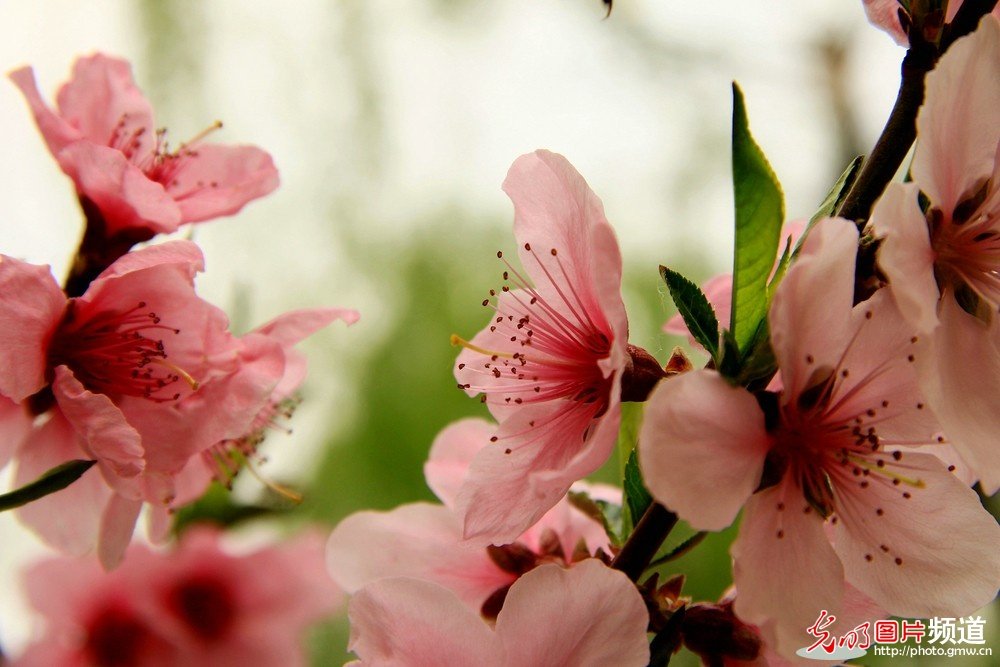 非常漂亮的花花_174050lc1ijp1o0ddh5qtz.jpg