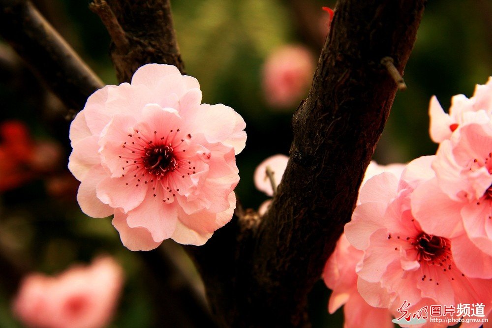 非常漂亮的花花_174050qmm5ccp8sr888rjk.jpg