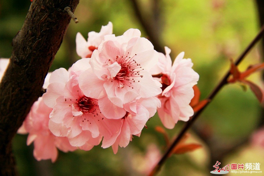 非常漂亮的花花_174050w8vm7mituxfaxcva.jpg