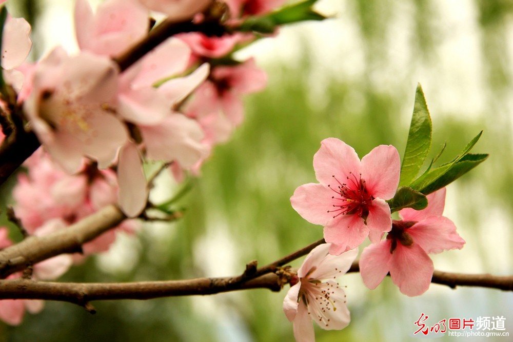 非常漂亮的花花_174051dxqzrqbn6r9xcqnt.jpg