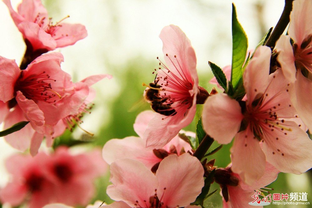 非常漂亮的花花_174051i35wls5u818z0sbl.jpg