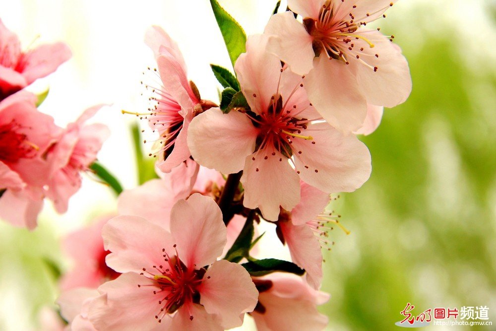 非常漂亮的花花_174051vub0rijrsfrj52uu.jpg