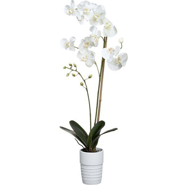 花艺杂篇——白底小花器_potted-phalaenopsis-white-orchid.jpg