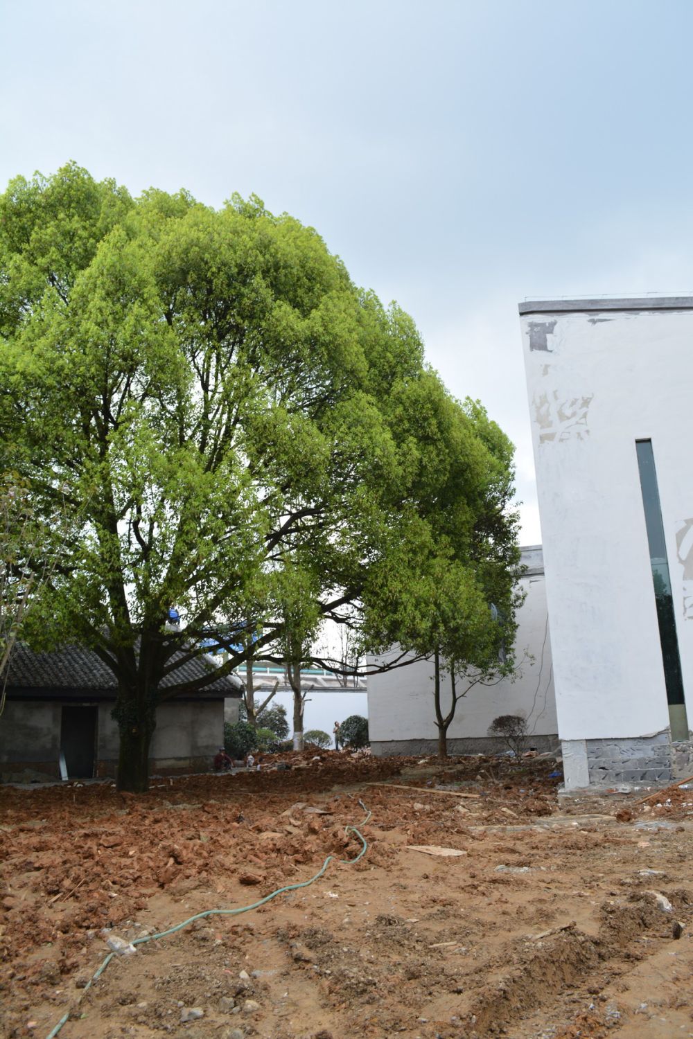 贵阳多彩贵州城--香樟园（项目进度顶起更新）_DSC_0460_调整大小.JPG