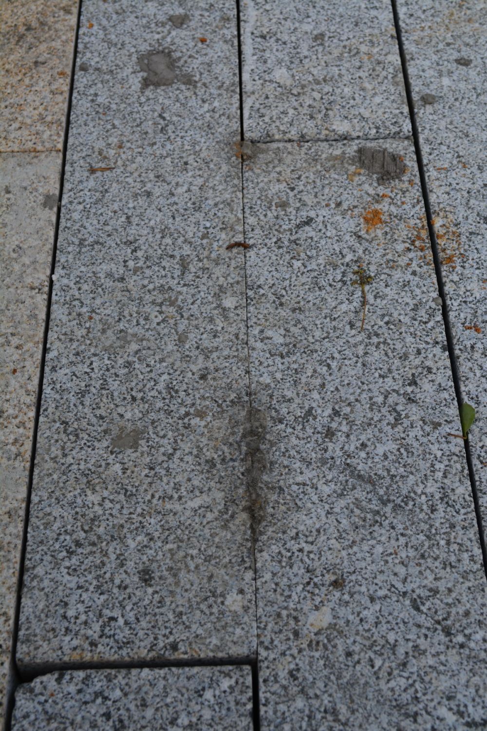 贵阳多彩贵州城--香樟园（项目进度顶起更新）_DSC_0750_调整大小.JPG