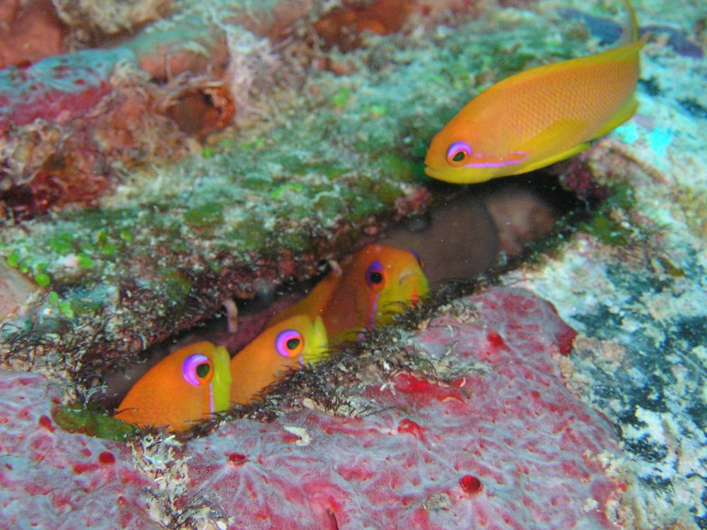 马尔代夫卓美亚维塔维丽(官方摄影) Jumeirah Vittaveli_Jumeirah Vittaveli - Diving and Snorkelling on the house reef1.jpg