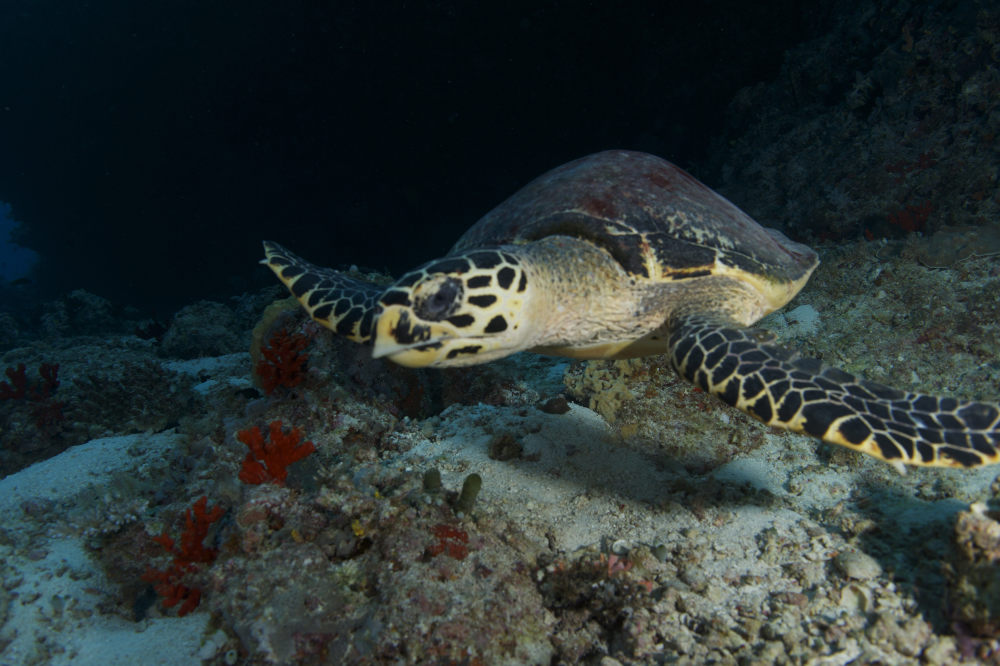 马尔代夫卓美亚维塔维丽(官方摄影) Jumeirah Vittaveli_Jumeirah Vittaveli - Diving and Snorkelling on the house reef3.jpg