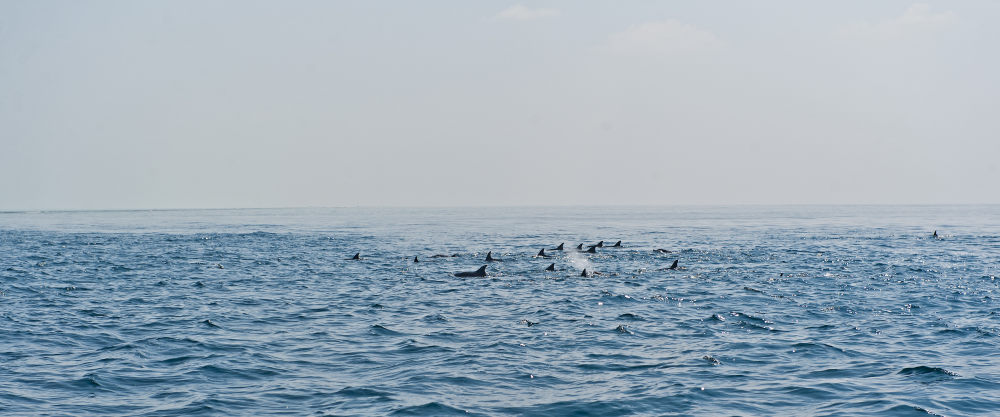 马尔代夫卓美亚维塔维丽(官方摄影) Jumeirah Vittaveli_Jumeirah Vittaveli _ Jumeirah Dhevanafushi - Dolphins.jpg