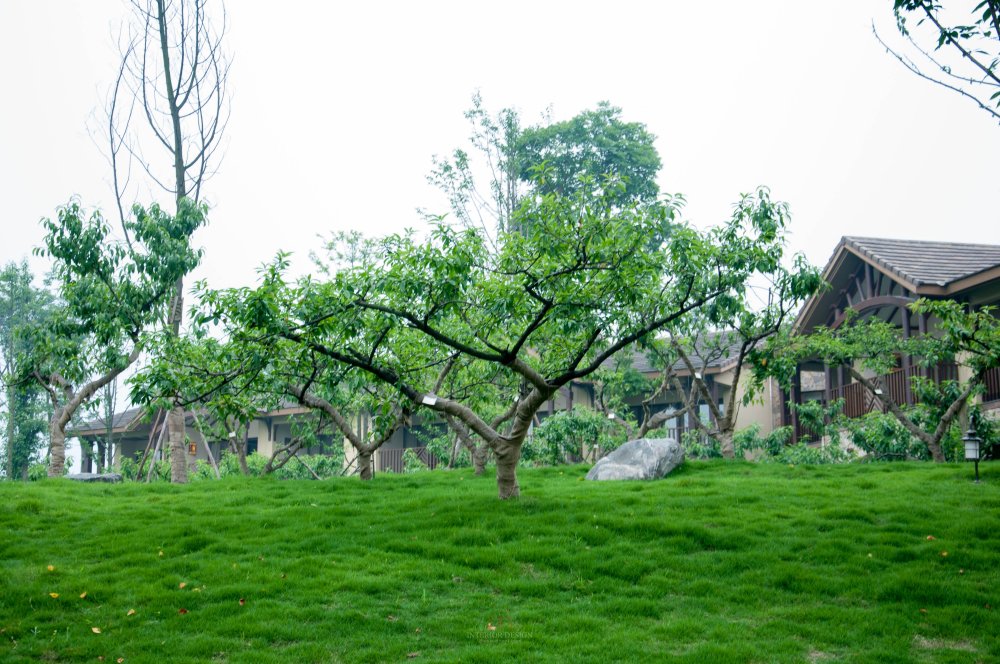 峨眉山蓝光安纳塔拉度假酒店高清自拍（公共区域） 免费..._DSC_0110.jpg