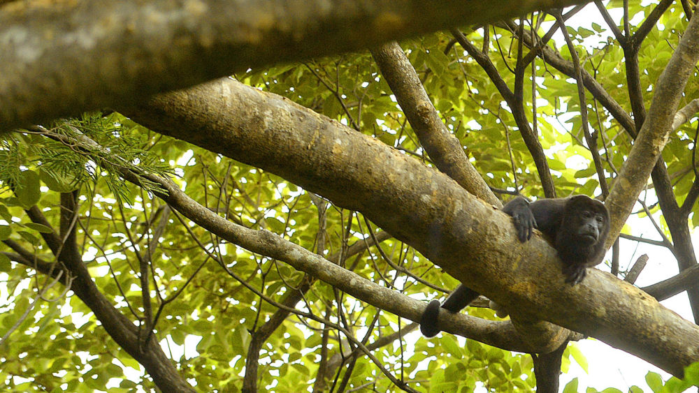 哥斯达黎加帕帕加约半岛安达仕度假村 Andaz Peninsula Papagayo ..._Andaz-Papagayo-LIRAZ_P034-Howler-Monkey-Detail-1280x720.jpg