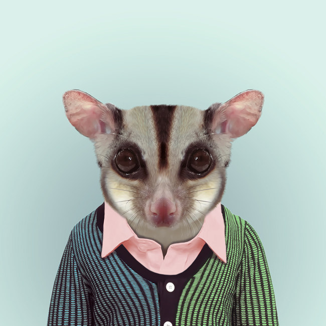 zooportraits 动物园肖像_SugarGlider.jpg