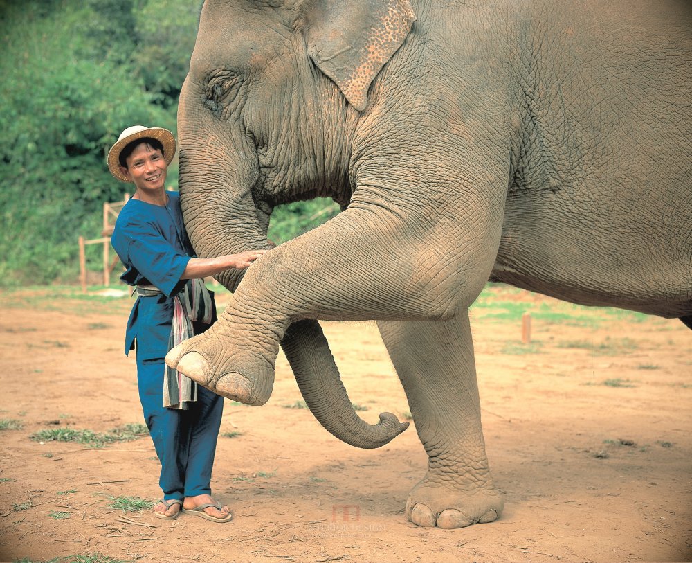 Elephant and mahout.jpg