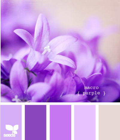 MacroPurple610_1.png