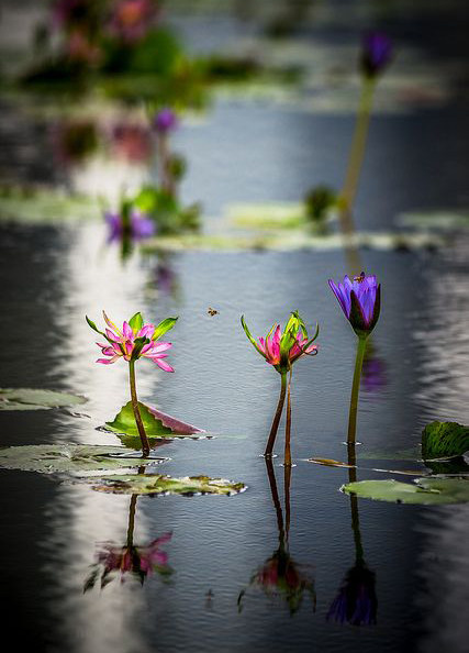 【地平线下的陈设】莲花开_0f5ba17ee87605205e35eb3e5f0dcb16.jpg